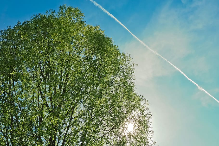 nature, landscape, sky, tree, cloud, summer, schönwetter, park HD wallpaper
