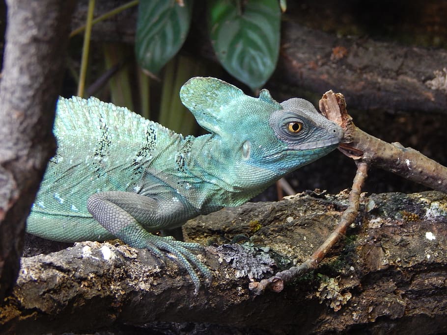 lizard, zoo, deep, animal, colors, reptile, animal themes, one animal HD wallpaper