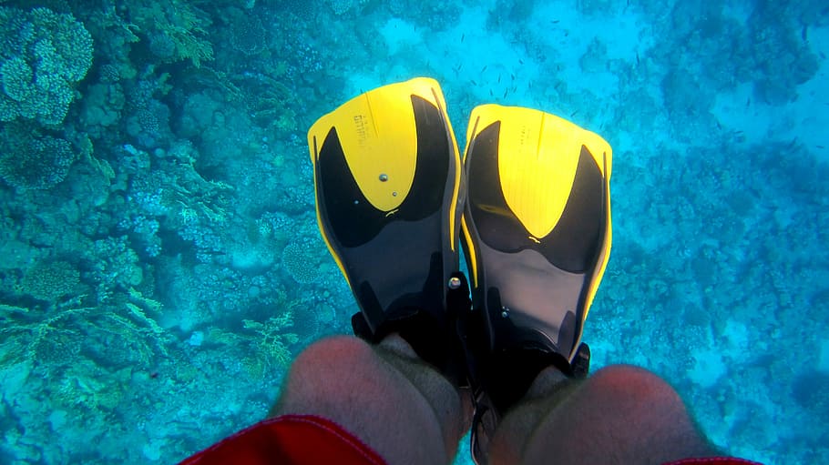 Fins, Divers, Underwater, Diving, salt water, colorful, coral HD wallpaper