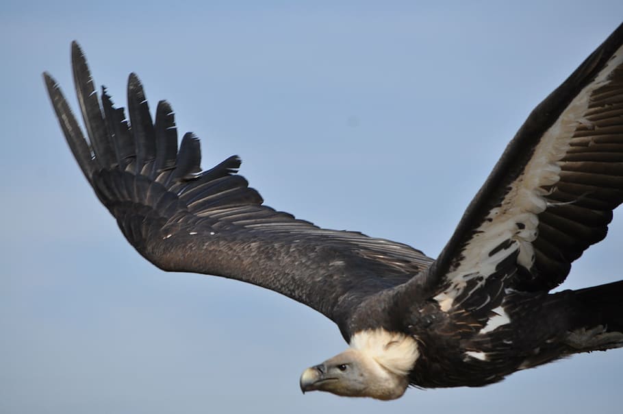 eagle, nature, bird, wild, zoo, animal, wild birds, feathers HD wallpaper