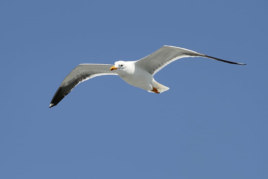 herring gull, larus argentatus, seevogel, sea, large gull, species, HD wallpaper