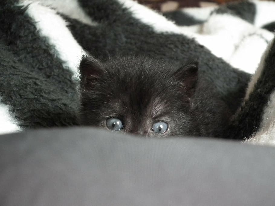 long-coated black kitten hiding, little, cat, pets, animals HD wallpaper