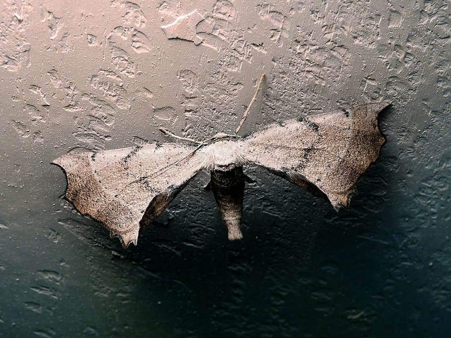 moth, insect, butterfly, wall, huge, wings, water, nature, no people HD wallpaper