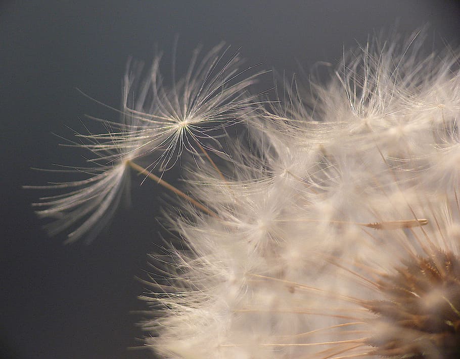 dandelion, close, nature, pointed flower, macro, back light HD wallpaper
