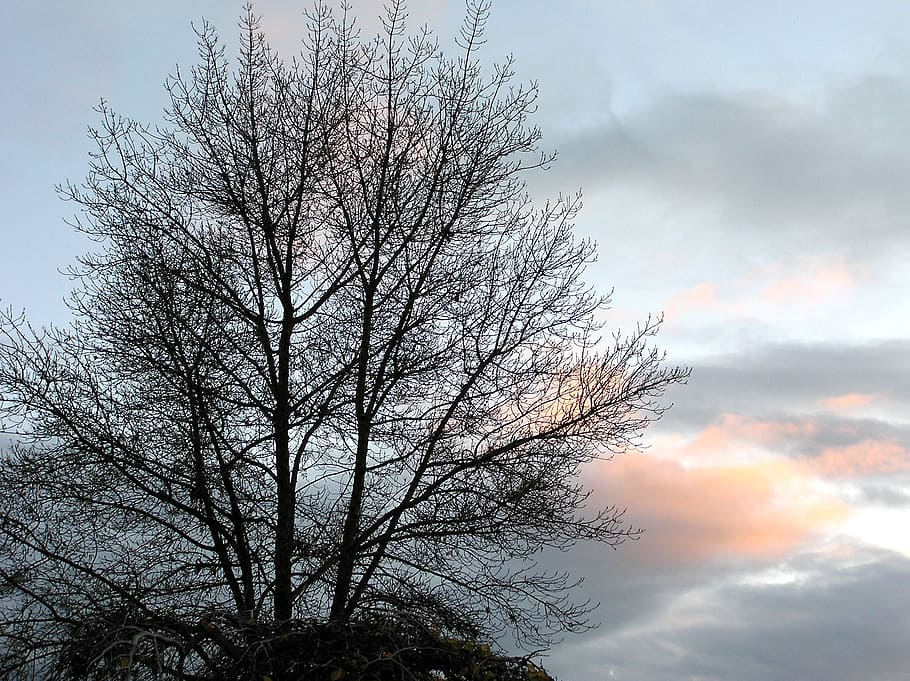 sunset, pale, winter, sky, tree, cloud - sky, bare tree, tranquility HD wallpaper
