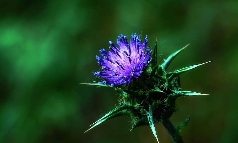 flower, thorns, thorned, plant, nature, flora, green, natural HD wallpaper