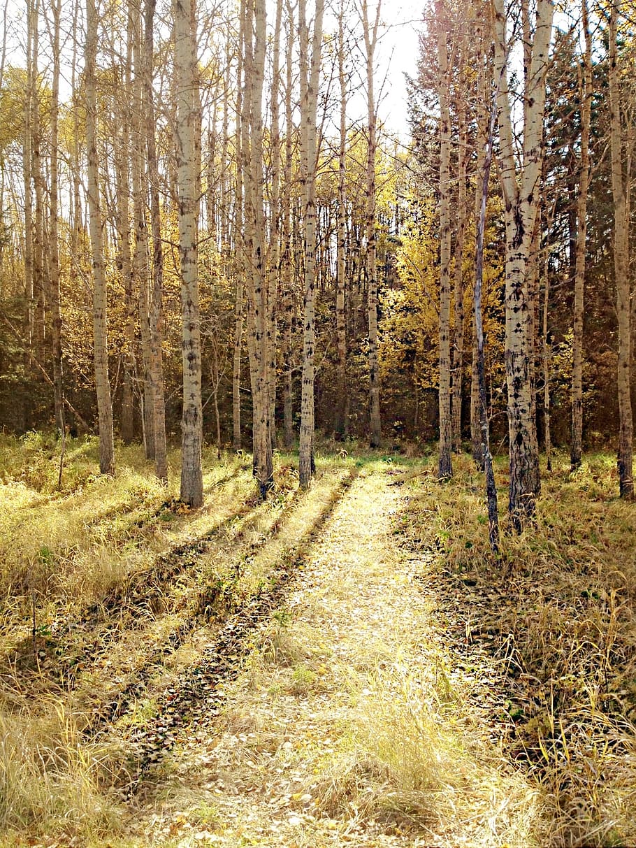 trees, forest, autumn, yellow, nature, landscape, sun, plant HD wallpaper