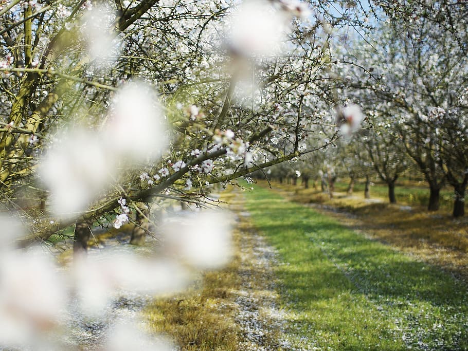 spring, trees, bloom, white, flower, path, landscape, blossom HD wallpaper