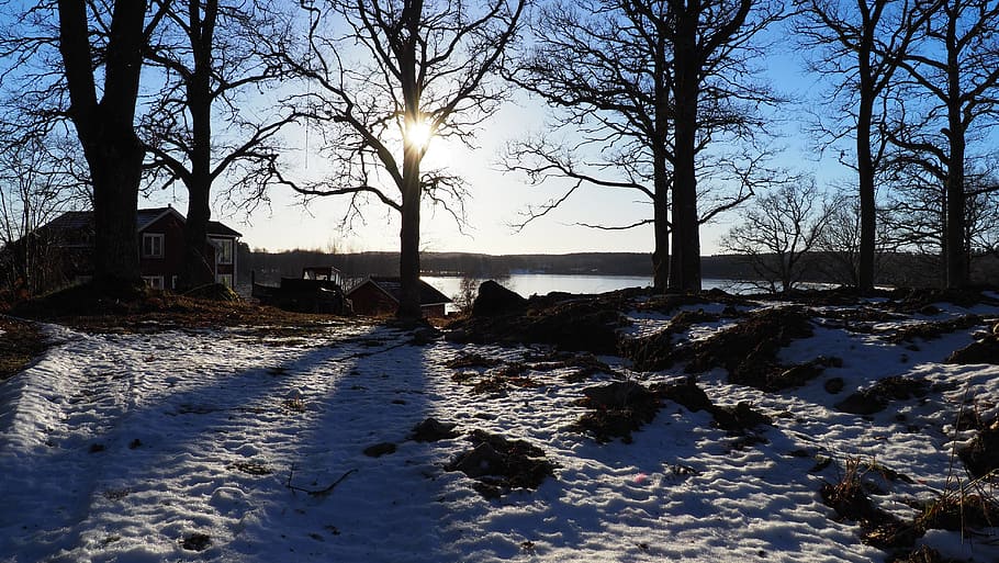 Oak, Winter, Snow, Backlight, Tree, silhouettes, countryside HD wallpaper
