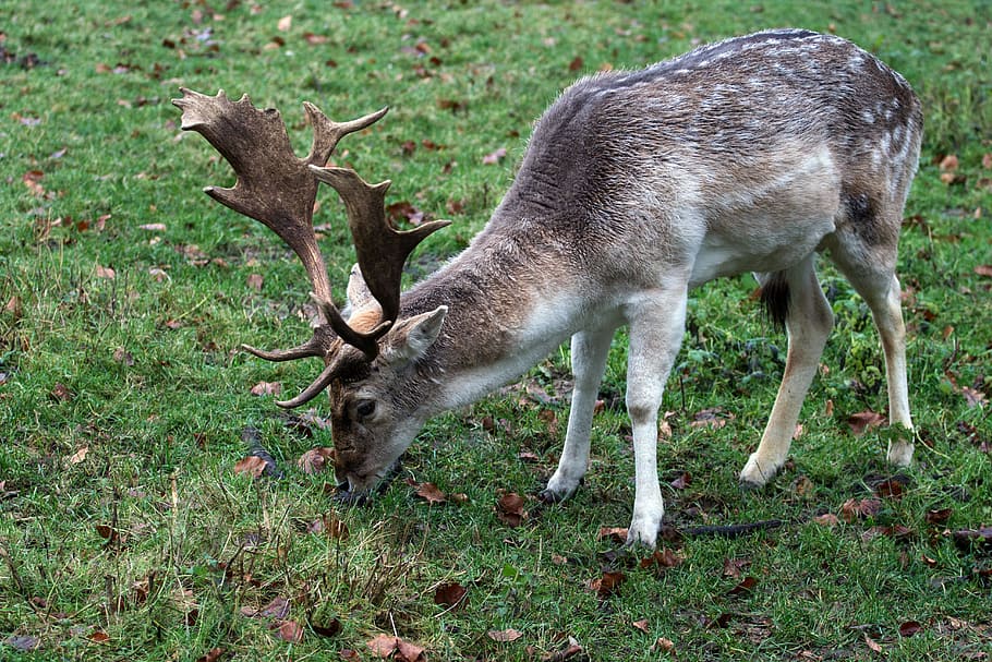 hirsch, fallow deer, forest, animal, animal themes, mammal HD wallpaper