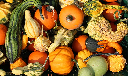 variety of vegetables, Pumpkins, Yellow, Food, cucurbita, choice choose HD wallpaper