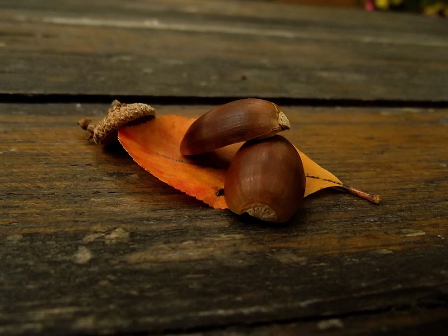 macro, nut, sheet, wood, nature, brown, colors, food and drink HD wallpaper