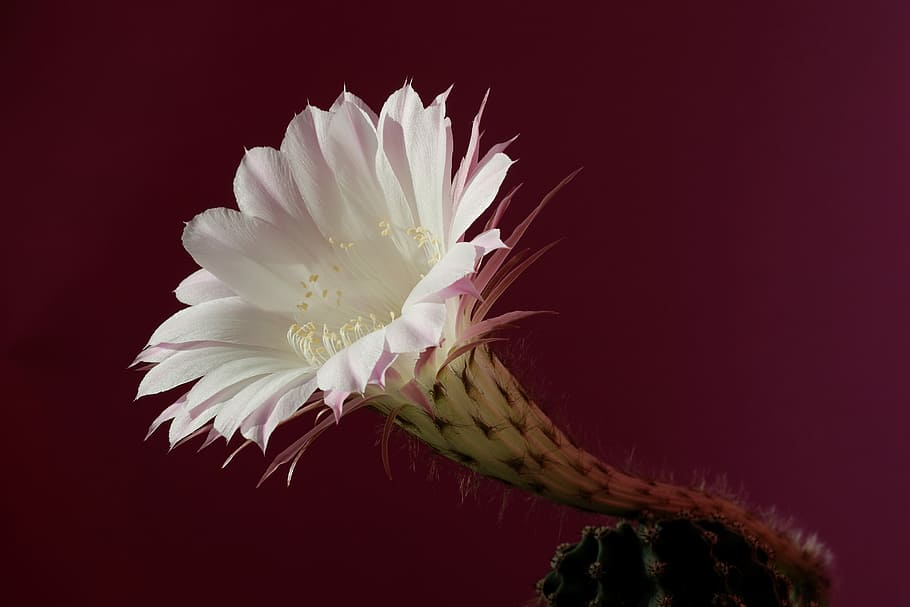 white flower, white and pink trumpet petaled flower, cactus, macro HD wallpaper