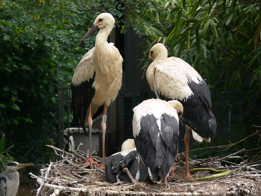 zoo, artis, amsterdam, vertebrate, bird, animal themes, group of animals HD wallpaper