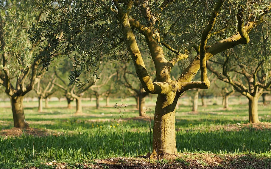 trees under grasses, fields, olivier, provence, olives, close up HD wallpaper