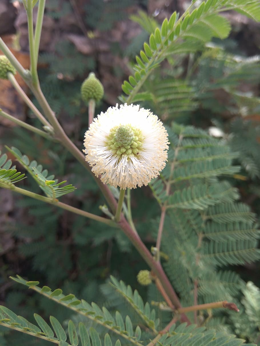 white, beautiful, attractive, plant, growth, flower, flowering plant HD wallpaper
