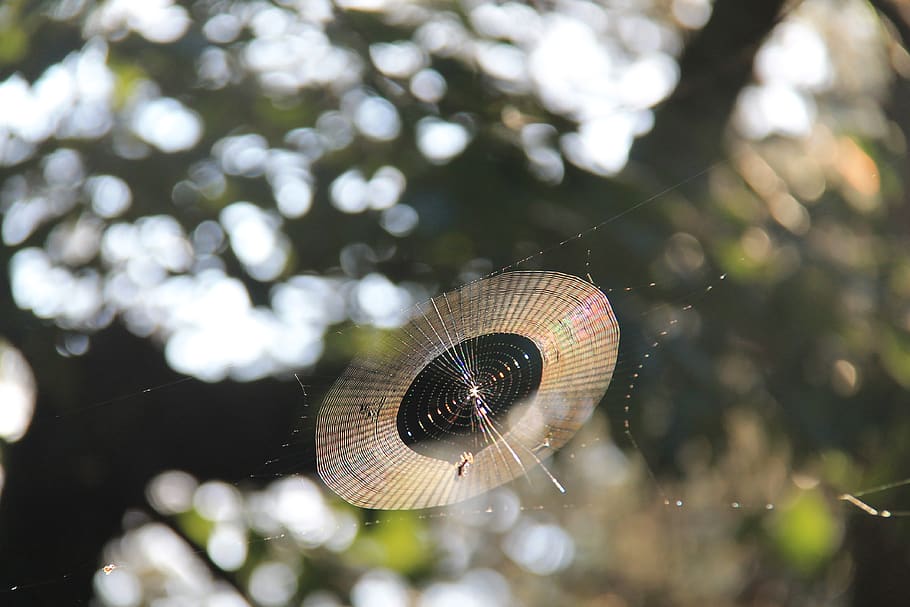 spider web, nature, animal wildlife, close-up, focus on foreground HD wallpaper