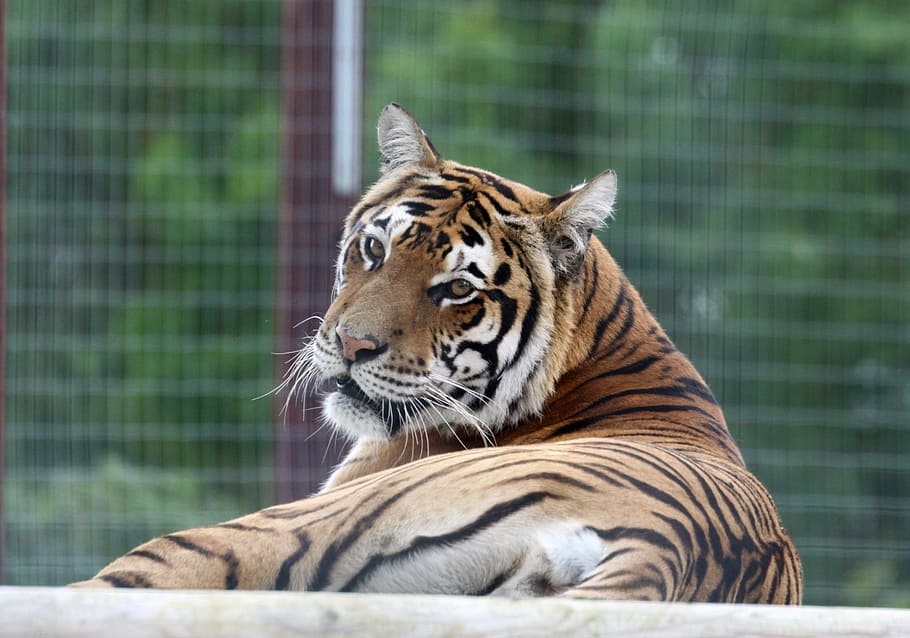 tiger, cat, looking, animal, big, nature, wildlife, mammal HD wallpaper
