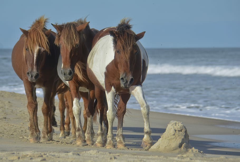 Horse, Beach, Wild, Ocean, Ocean, Sea, Sea, Animal, sand, assateague island HD wallpaper