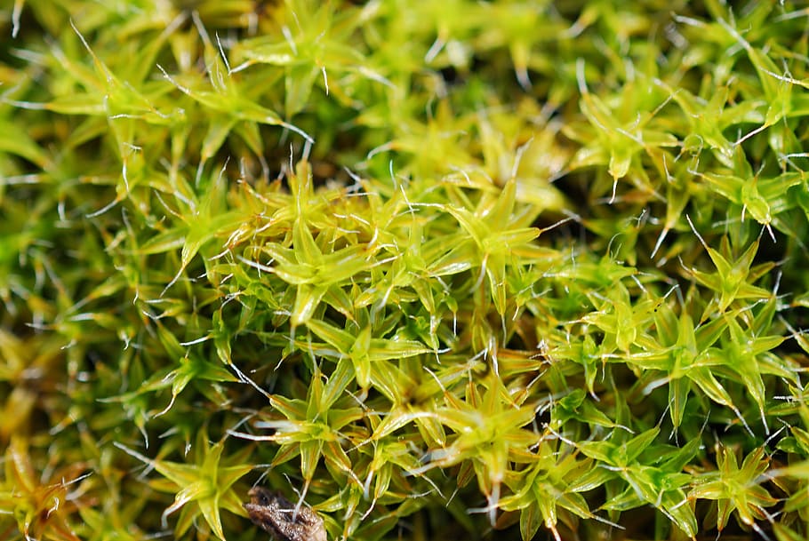 Moss, Spring, Plant, Nature, green, mohapárna, green color HD wallpaper