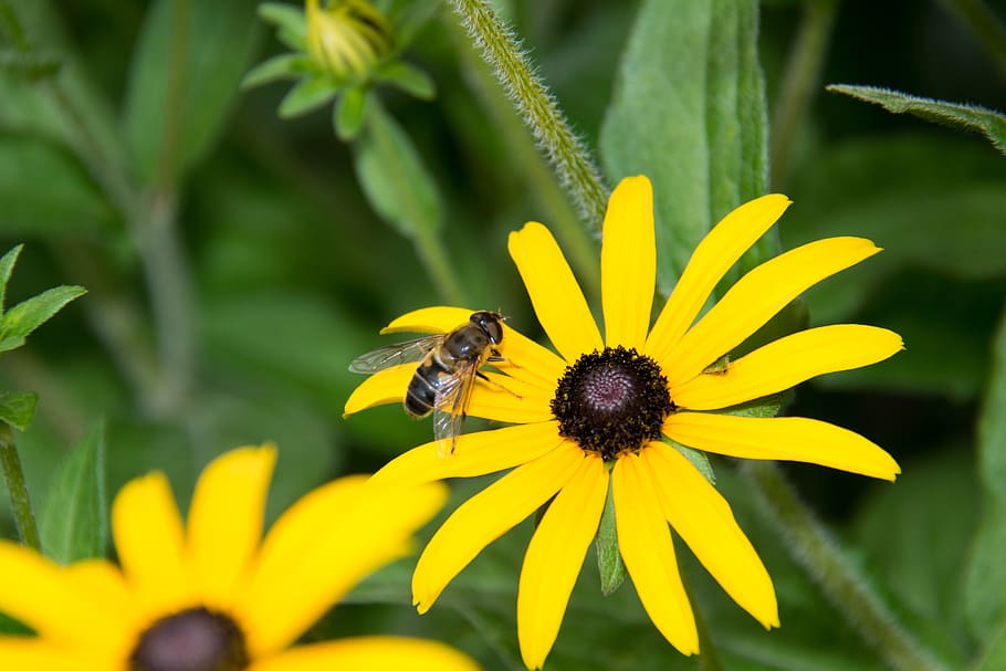fly, hoverfly, yellow, flower, nature, plant, summer, garden HD wallpaper
