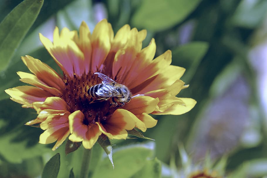 flower, blossom, bloom, insect, bee, plant, nature, yellow HD wallpaper