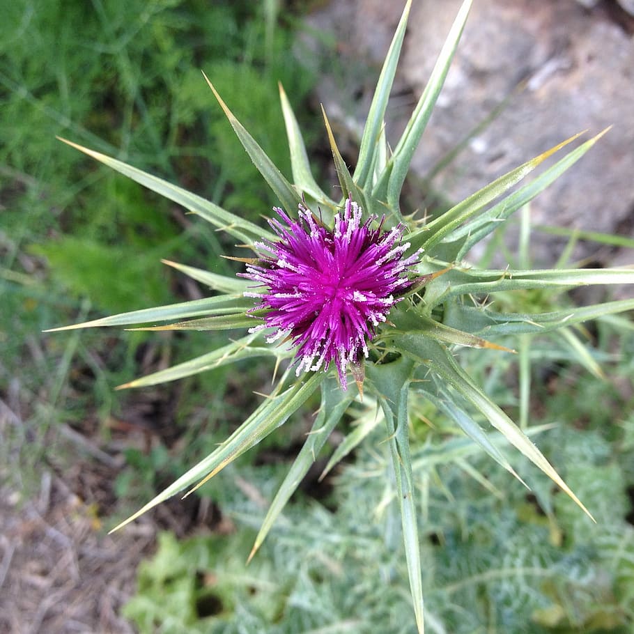 Thistle, Flower, Wildflower, purple, nature, plant, outdoors HD wallpaper