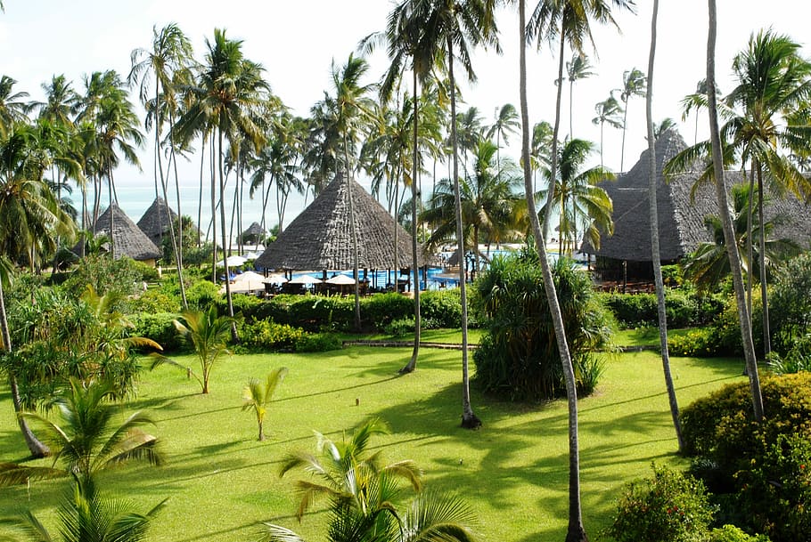 palm trees during daytime, Tropical, Zanzibar, Ocean, Paradise, HD wallpaper