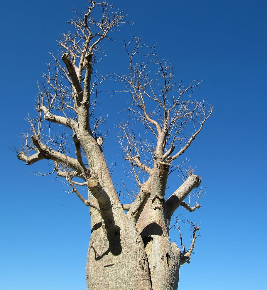 baobab, perth, kings park, tree, adansonia digitata, dead-rat tree HD wallpaper
