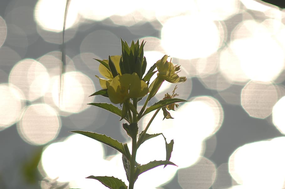 bokeh, light, backlight, evening primrose, plant, sunlight HD wallpaper