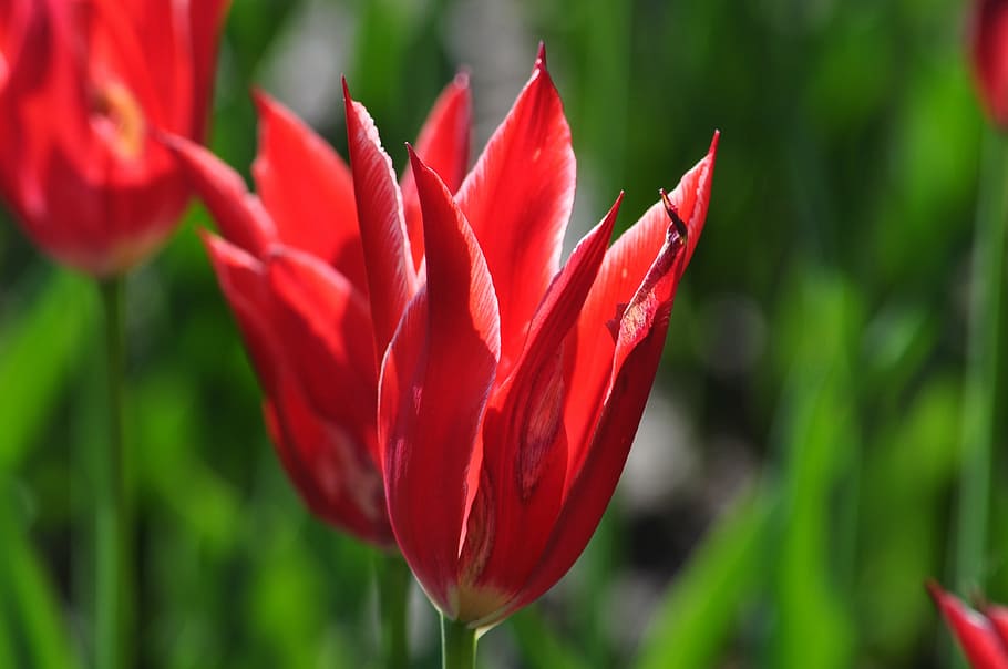 flowers, tulips, spring, red, flowering plant, growth, fragility HD wallpaper