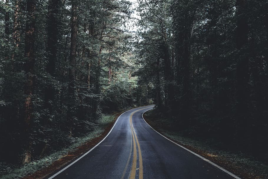 unused asphalt road, roadway between trees during daytime, forest HD wallpaper