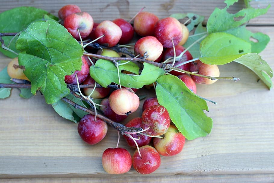 flora, fruit, apples, twigs, foliage, nature, closeup, healthy eating HD wallpaper