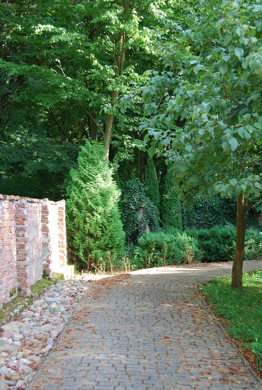 nature, garden, green, plant, tree, growth, direction, the way forward HD wallpaper