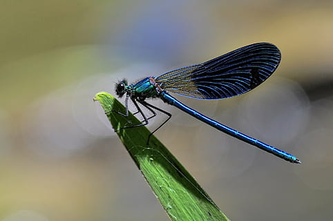 selective photography of black and blue darner dragonfly on plant leave HD wallpaper