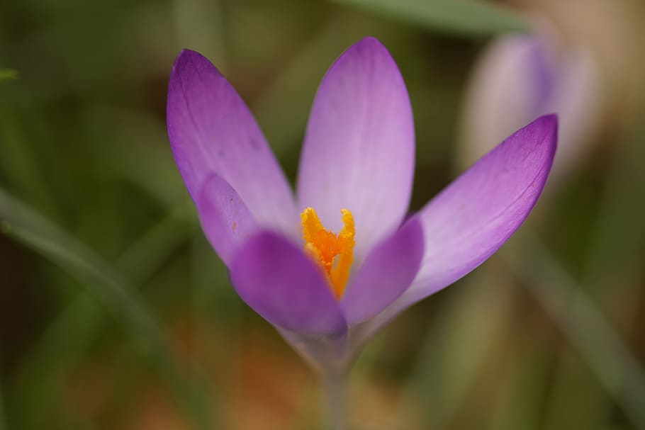 flower, crocus, spring, plant, flowering plant, freshness, beauty in nature HD wallpaper
