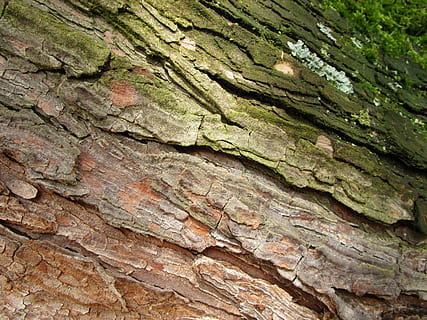 wood, bark, log, tribe, structure, tree, grain, macro, texture HD wallpaper