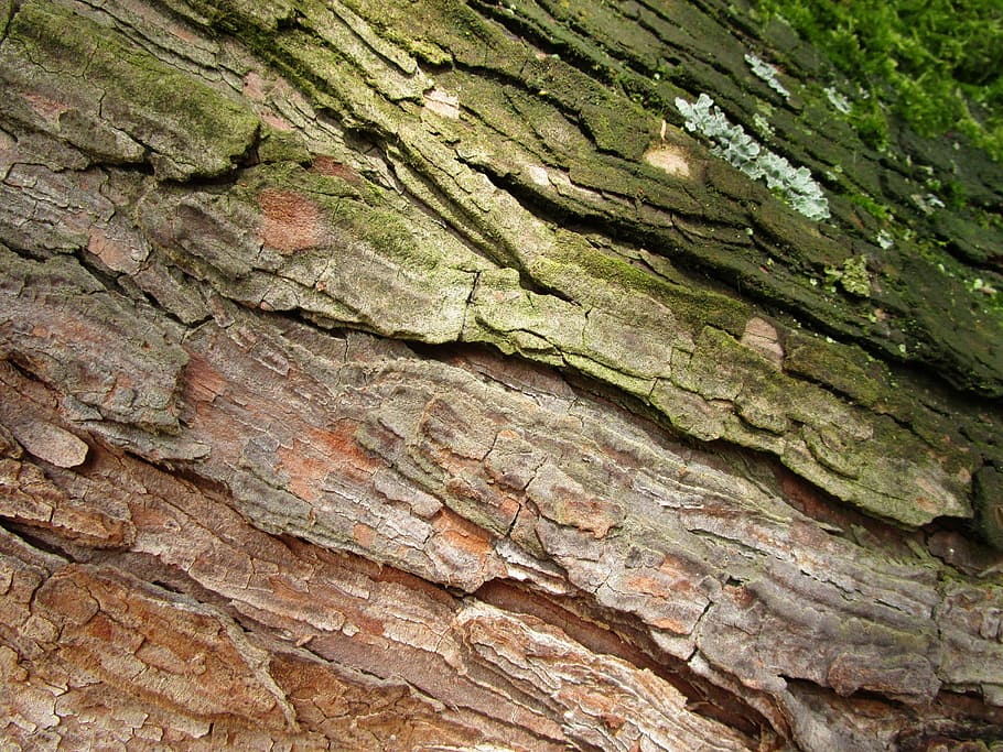 wood, bark, log, tribe, structure, tree, grain, macro, texture HD wallpaper