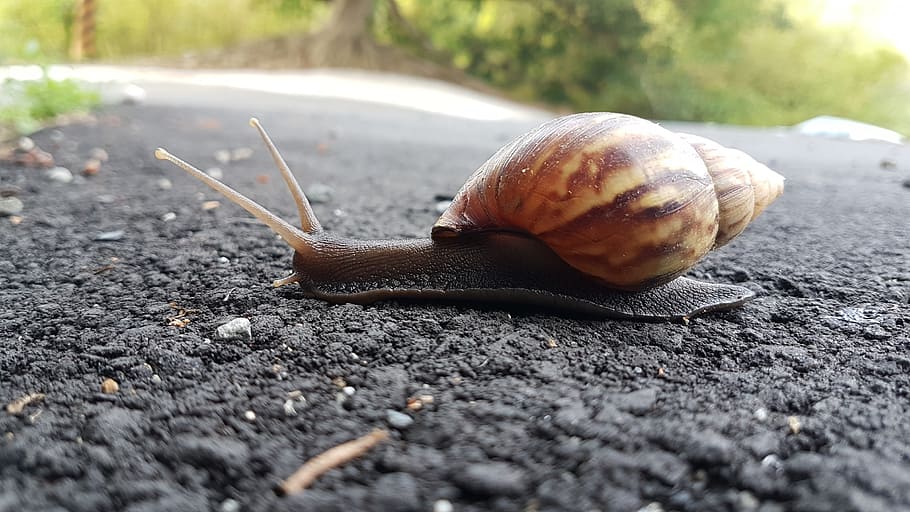 snail, slow, animal, small, life, slime, gastropod, mollusk HD wallpaper