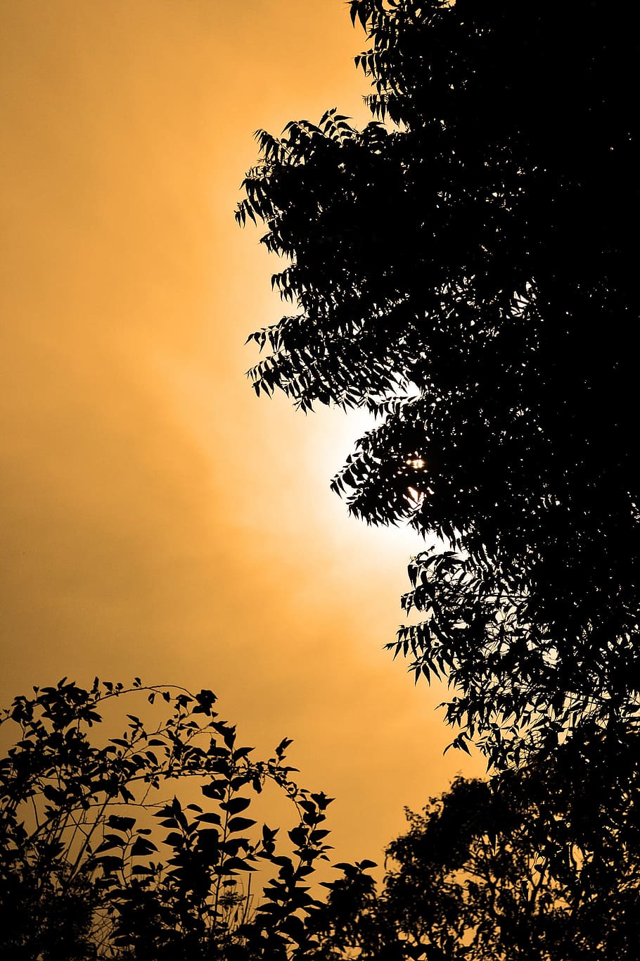 sun set, light, tree, leaves, evening, sri lanka, mawanella HD wallpaper