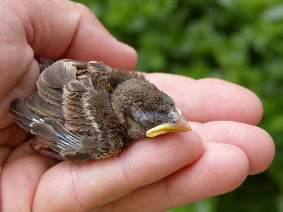 brown chick on human palm, sparrow, breeding, hand, newborn HD wallpaper