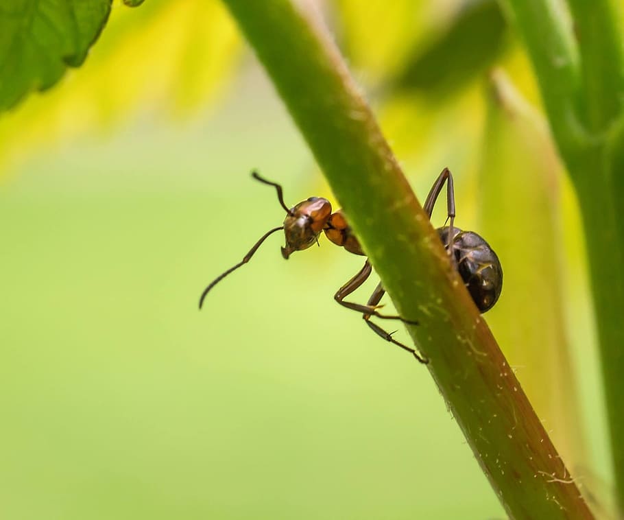 black and brown ant on green plant branch, Nature, Insect, Forest HD wallpaper