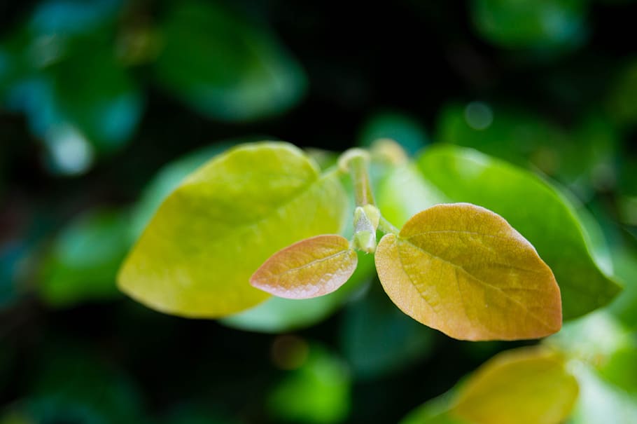 nature, leaf, garden, rain, plant, leaves, water, flower, outdoors HD wallpaper