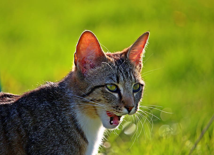 cat, kitten, tiger cat, mackerel, young cat, domestic cat, mieze HD wallpaper
