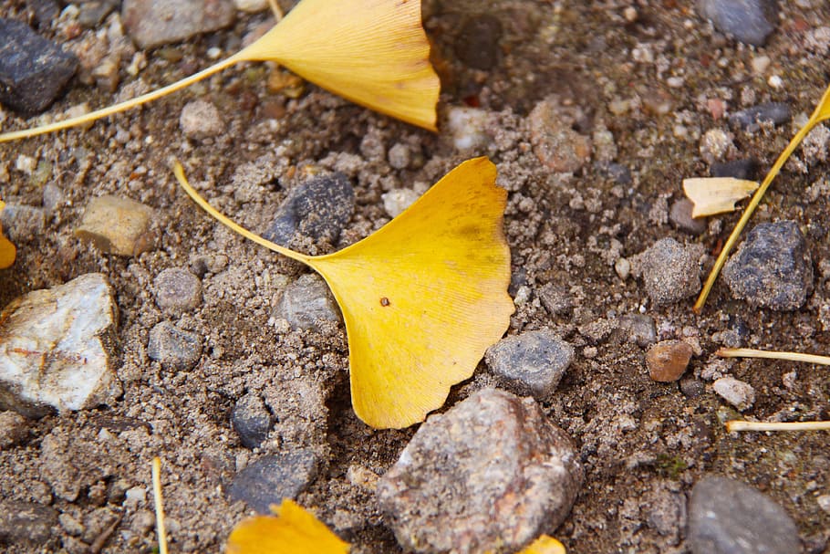 fallen, leaves, yellow, leafy, grounds, lands, brown, soil HD wallpaper