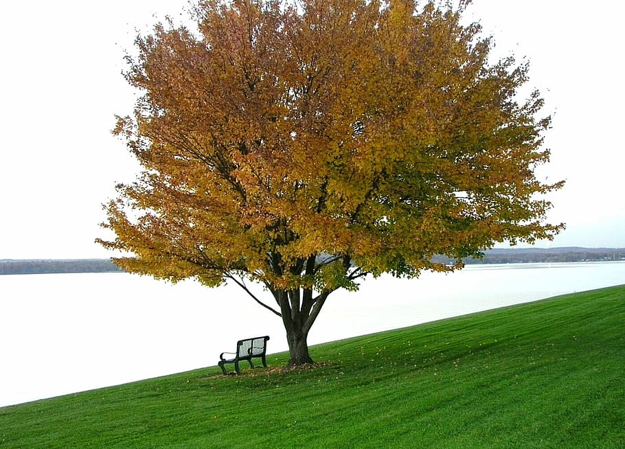 landscape photography of brown leaf tree, tranquil, autumn HD wallpaper
