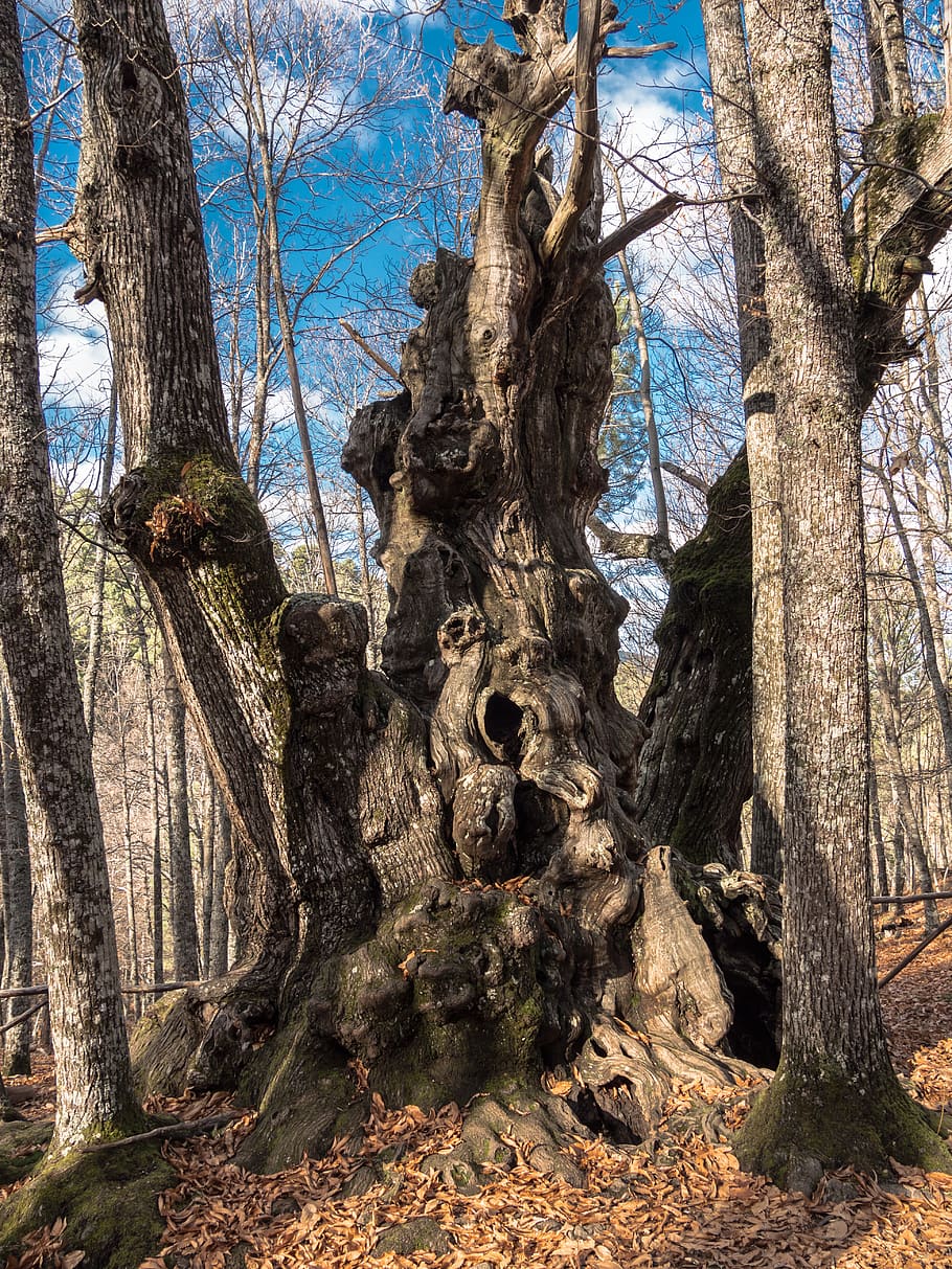 tree, old, wood, sky, centenary, brown, oak, strong, roots HD wallpaper