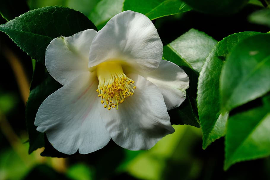camellia, flowers, flowering plant, beauty in nature, freshness HD wallpaper