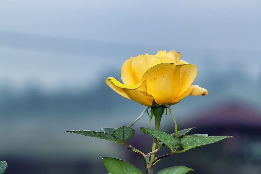 yellow rose, flower, nature, love, petal, floral, elegant, bloom, HD wallpaper
