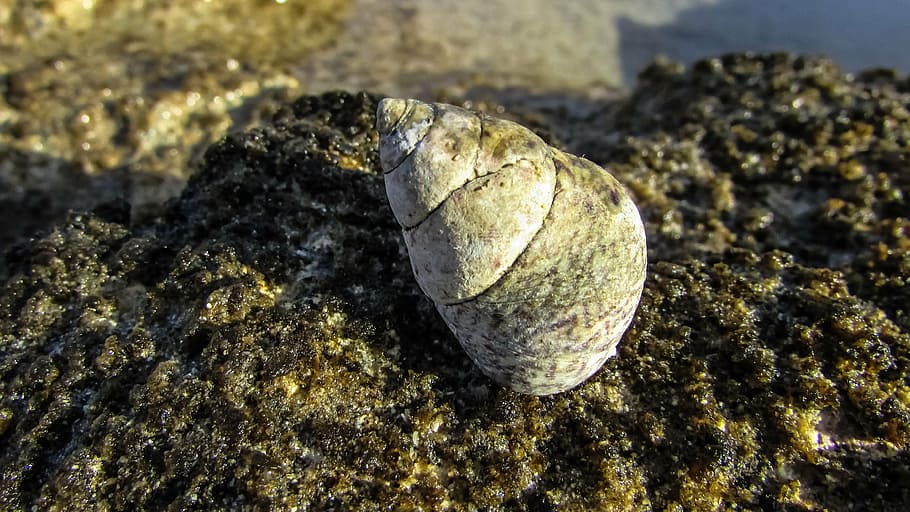 shell, beach, nature, wildlife, seashell, close-up, rock, solid HD wallpaper